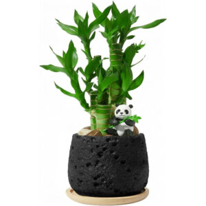 Lucky Bamboo 1