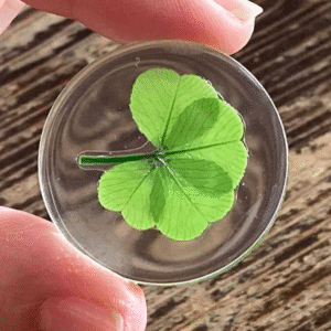 Good Luck Four Leaf Clover 1